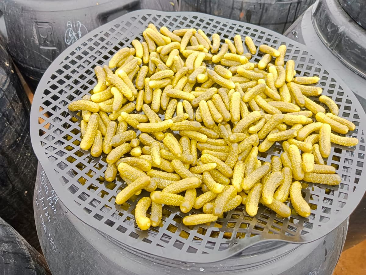 PVM Agro workers